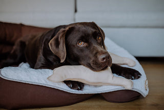 Spielspaß bei schlechtem Wetter: 5 Indoor-Ideen für deinen Hund